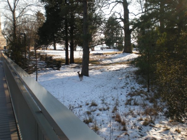 Deer just off the side of the end of the footbridge.