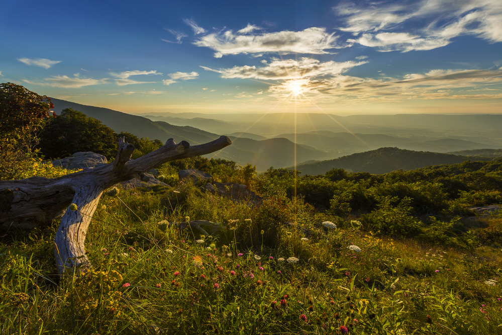 Deep blue skies and a sunset starburst with warm light in the foreground of grasses, an old log, and flowers.