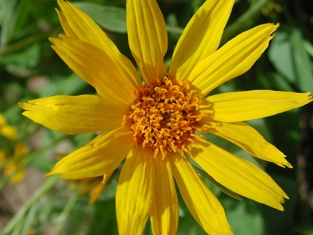 Arrowleaf Balsamroot can be found within Lassen Volcanic NP