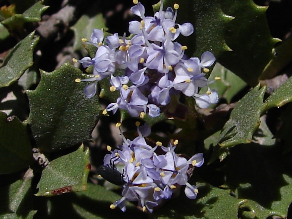 Malhala mats at Juniper Lake