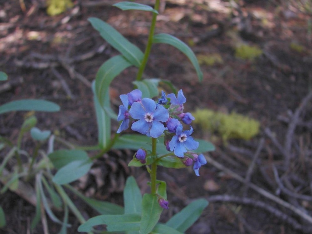Stickseed wildflower on Brokeoff Mountain Trail