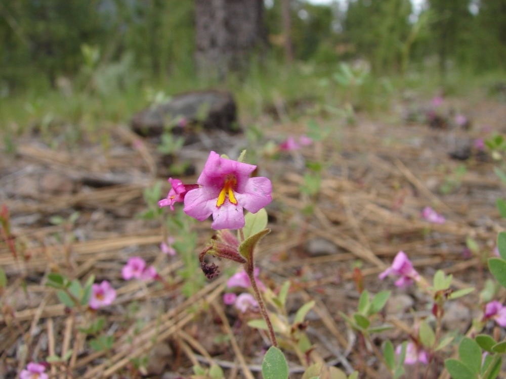 Torreys monkeyflower at Mineral Ball Field
