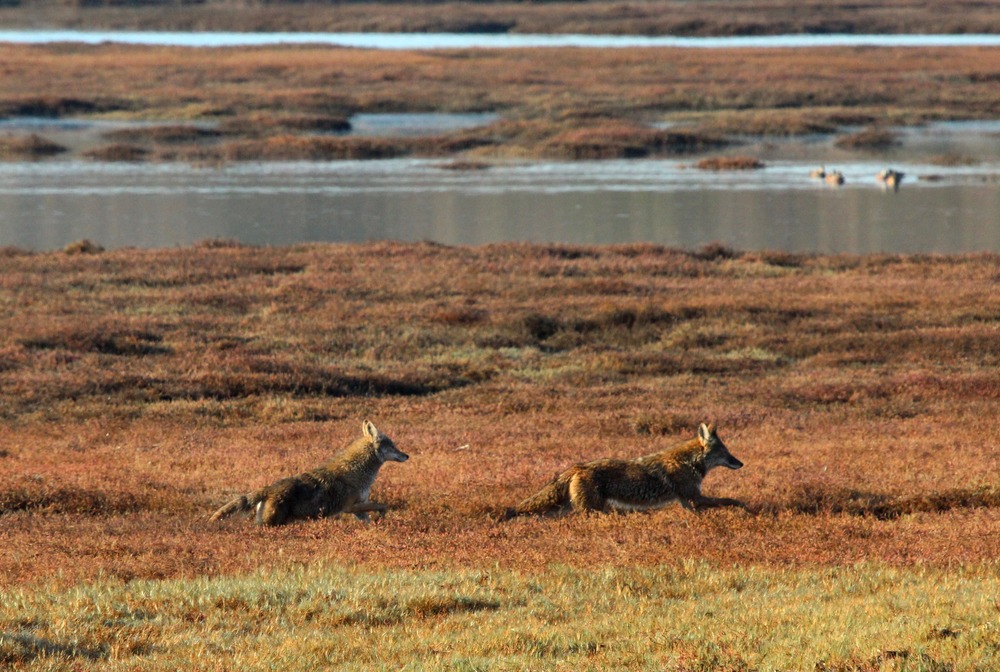 A pair of coyotes crossing Schooner Creek at low tide.