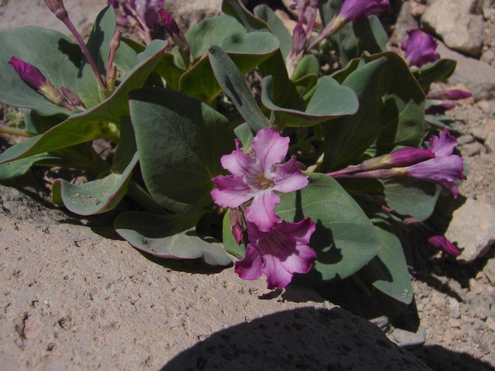 Cycladenia along Brokeoff Mountain trail