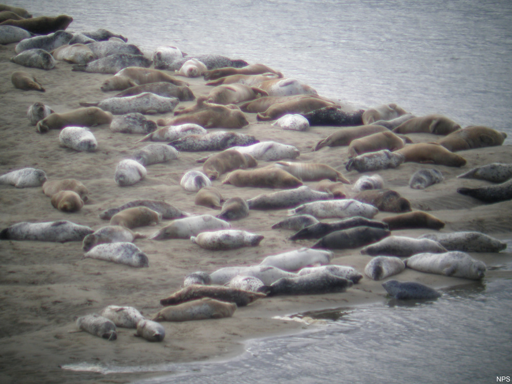 Dozens of molting harbor seals on a sandbar near the mouth of Drakes Estero.