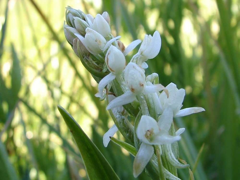 White bog-orchid along Paradise Meadow trail