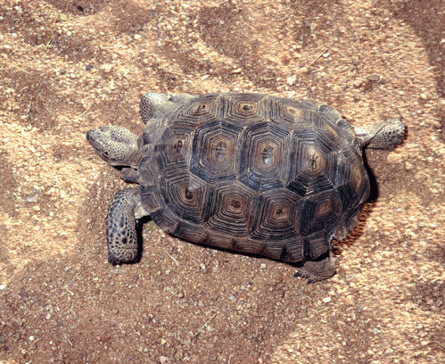 A desert tortoise on a coarse, sandy landscape.
