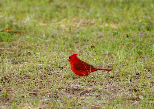 a red cardinal on the grass
