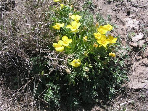 Selenia dissecta. Big Bend National Park, Dog Flat. February 2005