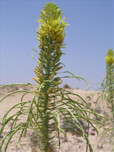 Stanleya pinnata. Big Bend National Park, Agua Fria Road. May 2005