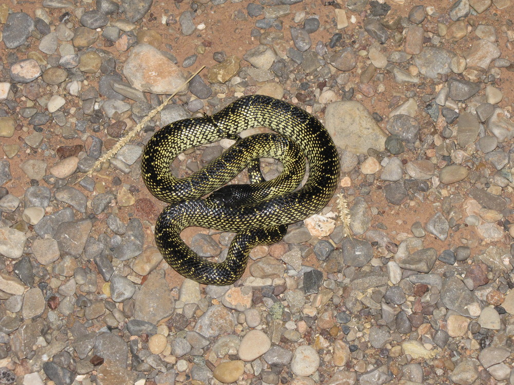 A desert kingsnake curled up on rocky terrain.