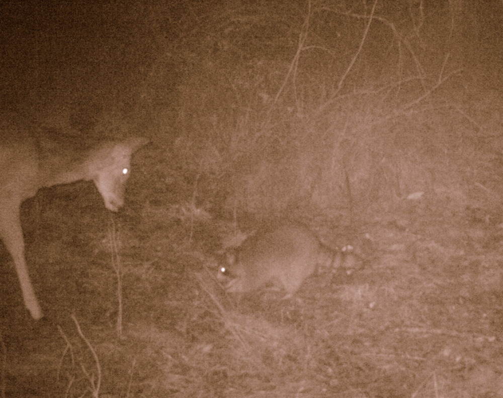 Deer and raccoon standoff at night.