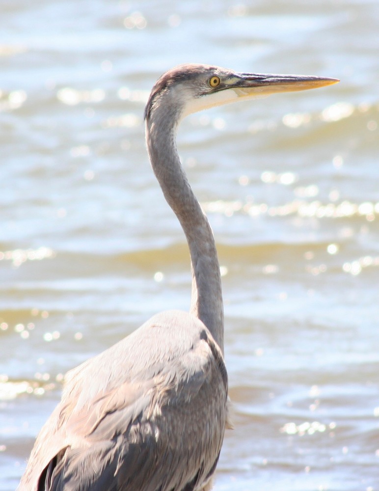 Great Blue Heron