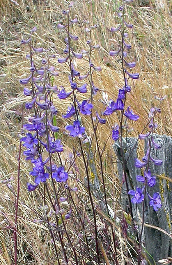 Spikes of Parry's larkspur blossoms