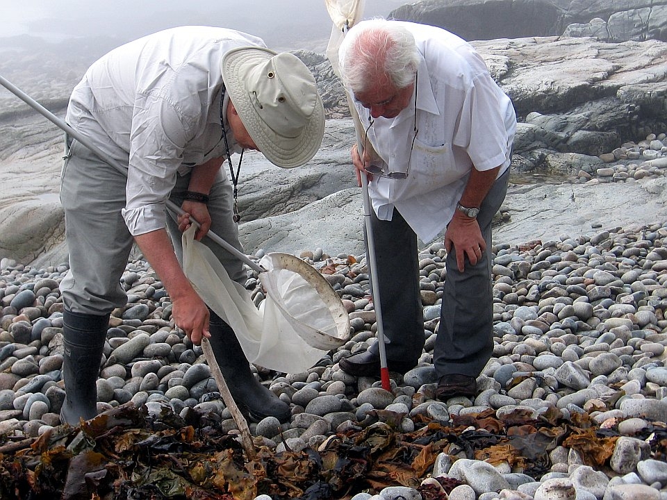 Two entomologists search for specimens in algae along the rocky shore of the Schoodic Peninsula.