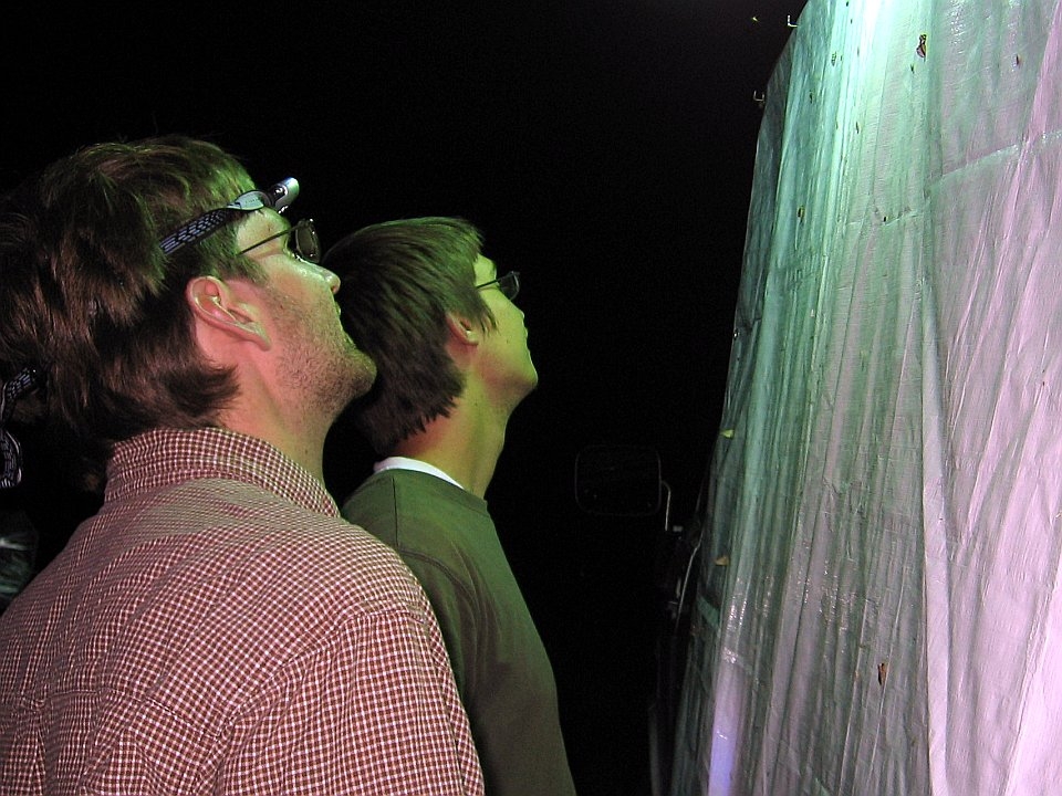 Volunteers search for insect specimens on sheet set up under a mercurcy vapor light.