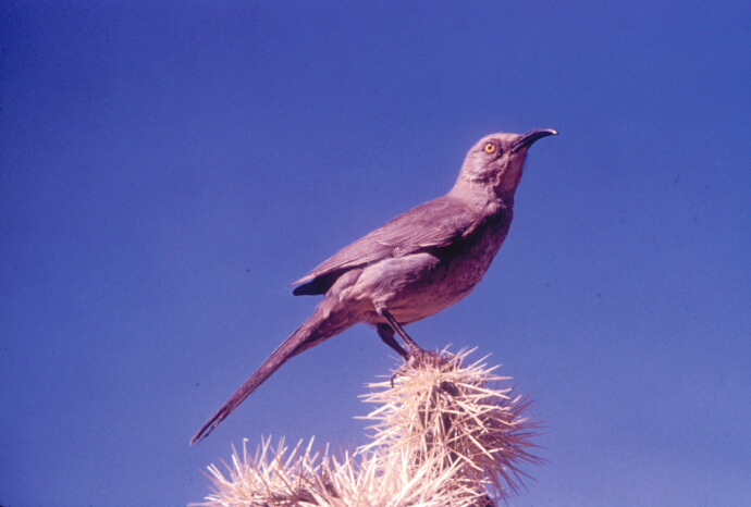 Curve-billed thrasher on a teddy bear cholla cactus. 