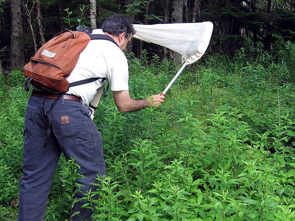 Amateur entomologist uses his sweep net to collect flies on vegetation.