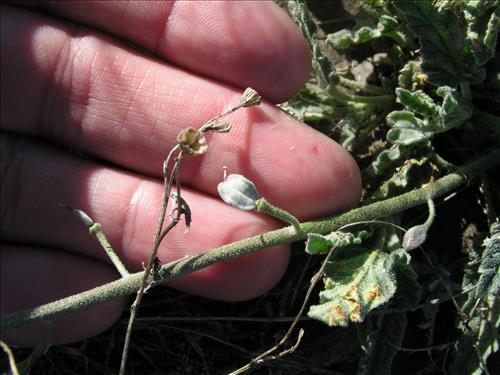 Synthlipsis greggii. Big Bend National Park, Dog Flat. January 2005