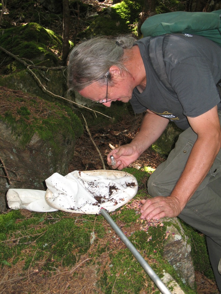 Maine Entomological Society member Dana Michaud compares insect specimens to some he already collected.