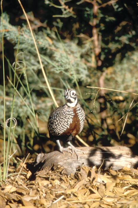 Male montezuma quail. 