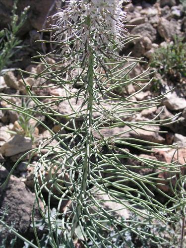 Thelypodium texanum. Big Bend National Park, Pena Mountain. February 2005