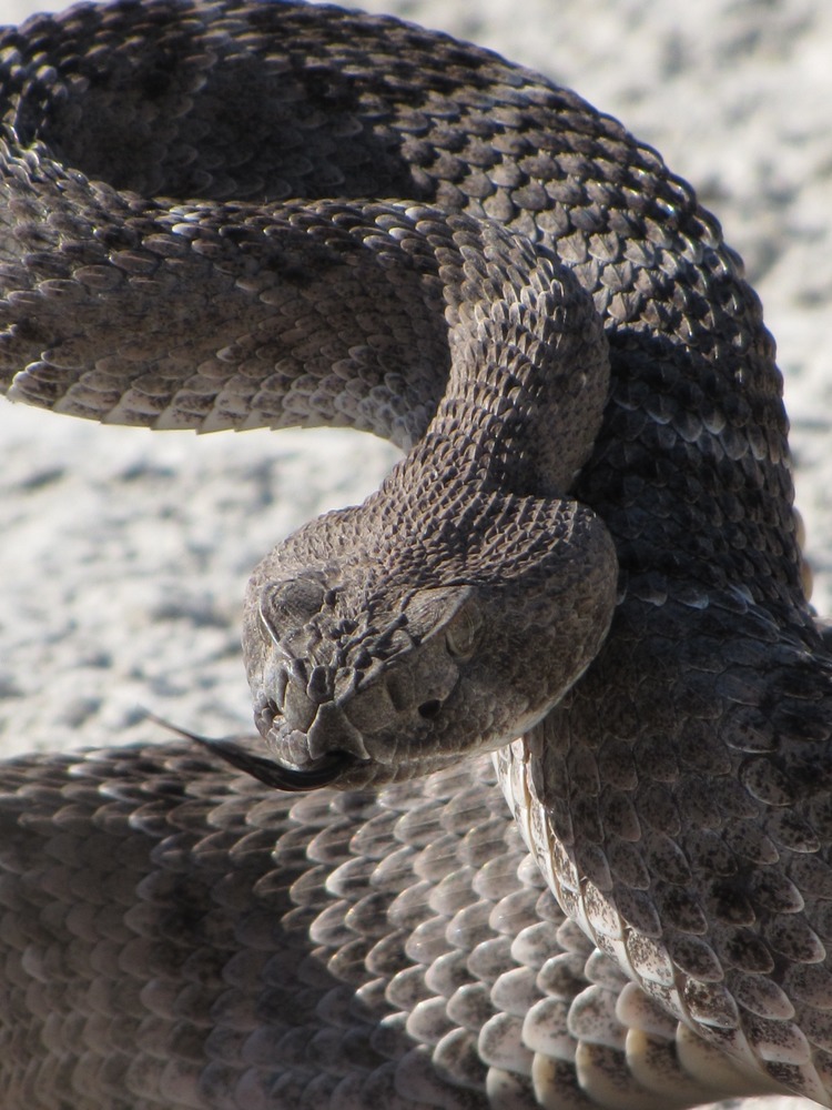 A close-up picture of a western diamondback rattlesnake in a striking posture.