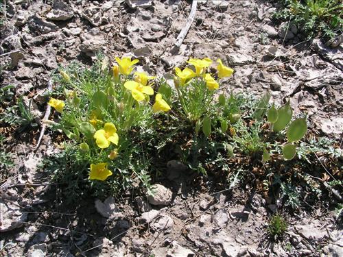 Selenia dissecta. Big Bend National Park, Dog Flat. February 2005