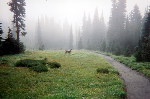A deer pauses next to a trail that crosses a foggy meadow. 
