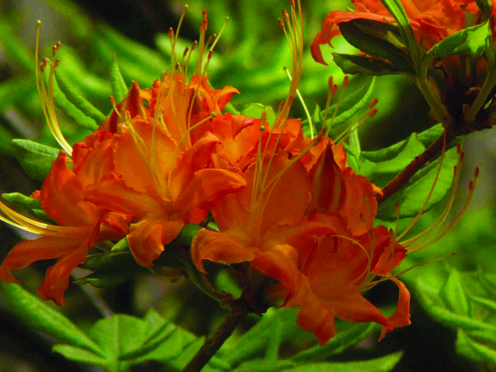 Flame Azalea: Orange