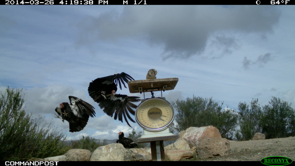 Condors #444 and #401 landing at bait site