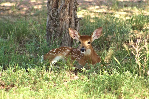A baby deer rests in the park picnic area in 2016