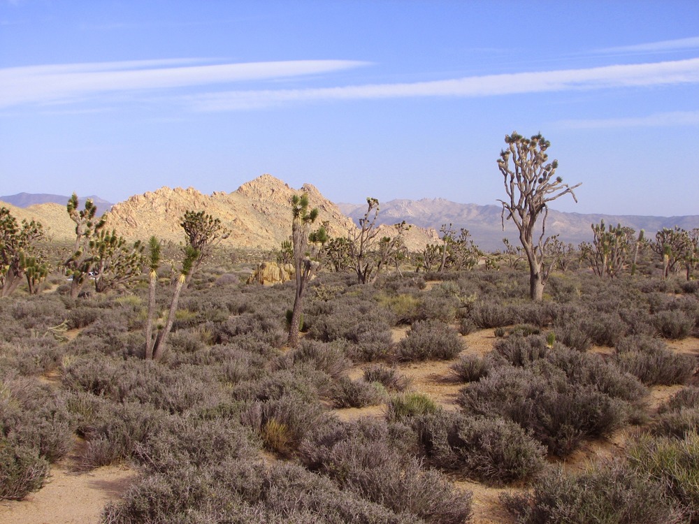 Cima Dome and the adjacent Shadow Valley are home to the world's largest and densest Joshua tree (Yucca brevifolia ssp. jaegeriana) forest. Teutonia Peak in the background.