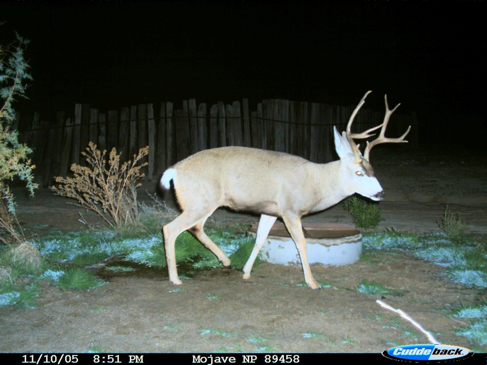 Buck mule deer in Cima Dome area