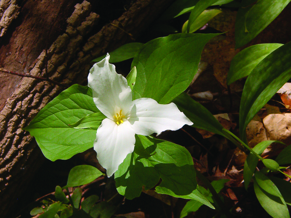 A large white Trillium in bloom