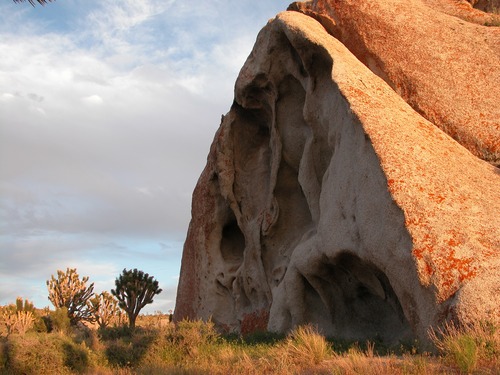 Boulder and Joshua trees on Cima Dome