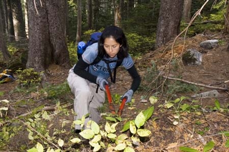 A volunteer, a woman with dark hair, uses large clippers to cut back brush next to a trail. 