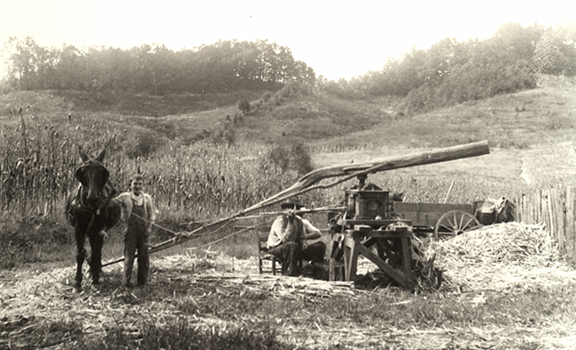 A farmer and his son grinding sorghum cane using a mule and cane mill