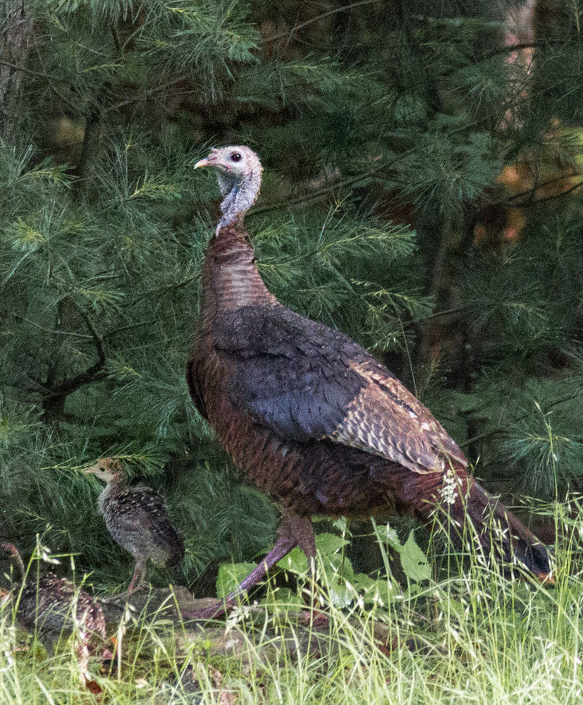 wild turkey with chick