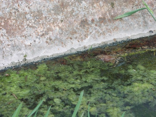 Frogs in Bathtub Spring NY