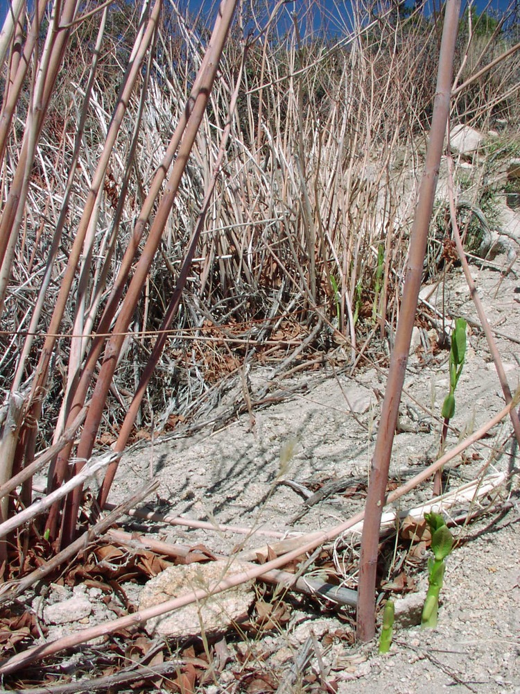 Cane at Beck Spring (aka Cane Seep)