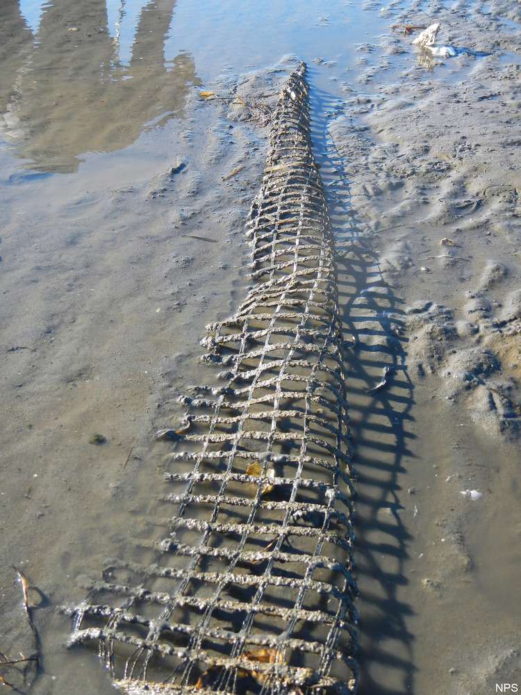 Section of plastic mesh on sandbar 17. Most of the approximately 15 feet by 50 feet mesh is buried by mud and sand.