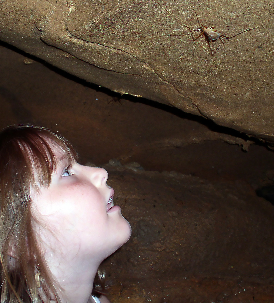 A girl examines a camelback cave cricket hanging on the ceiling above.