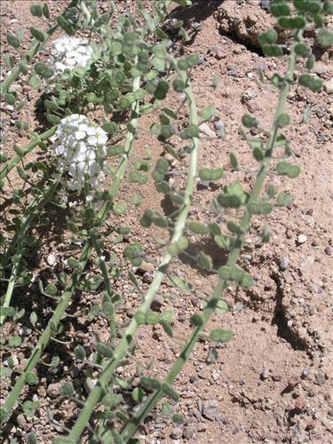 Dimorphocarpa wislizeni. Big Bend National Park, Panther Junction Housing Area. March 2005