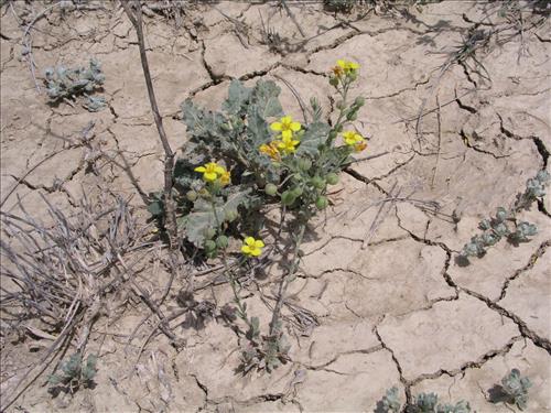 Lesquerella gordonii. Big Bend National Park, Agua Fria Road. April 2004