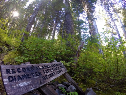 Towering Giants like this record Alaska-Cedar