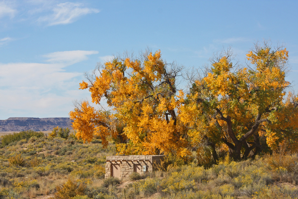 Puerco River Cottonwoods