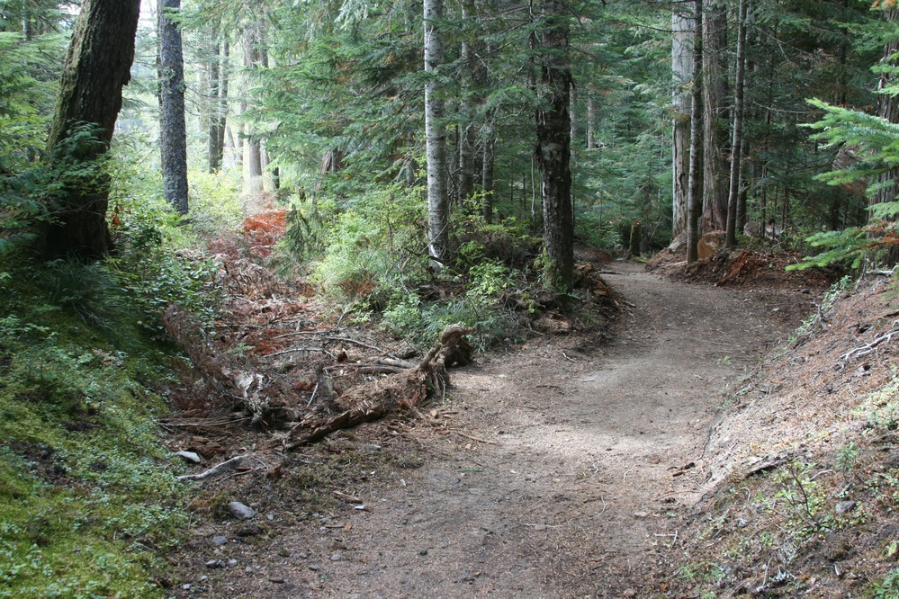 A rebuilt section of the Wonderland Trail between Longmire and Cougar Rock. The old, washed out trail is to the left.