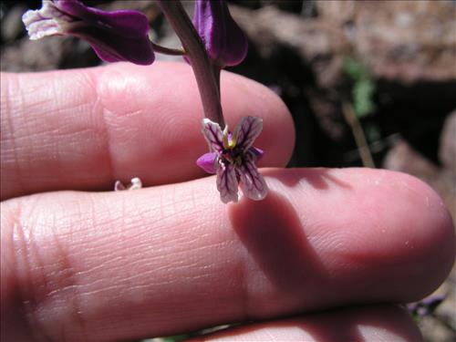 Streptanthus carinatus. Big Bend National Park, Route 13, mile 15. February 2005