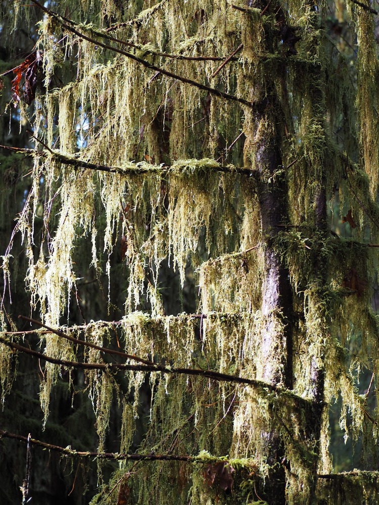 Moss and lichen blanket a tree